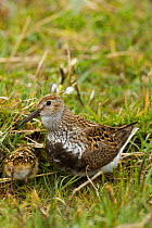 Dunlin (Calidris alpina ) with young in Machair, North Uist, Scotland, UK, June.