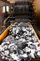 Raw wool going to into carding machine. North Uist, Scotland, UK, July.