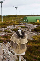 Manequin with high quality knitwear made from sheep grazed on local machair. With wind turbines powering production of wool. North Uist, Scotland, UK, July 2016.