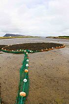 Sea weed collected in boom at low tide, used in pharmaceutical industry products. North Uist, Scotland, UK, July.