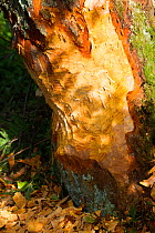 Alder Tree (Alnus glutinosa ) eaten at its base by Beaver (Castor fiber) Bevis Trust, Carmarthenshire, Wales, UK, June.