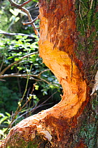 Alder Tree (Alnus glutinosa ) eaten at its base by Beaver (Castor fiber) Bevis Trust, Carmarthenshire, Wales, UK, June.