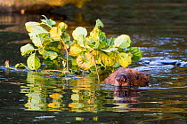 European Beaver (Castor fiber) carrying Alder (Salix glutinosa ) branches for winter food storage and to feed young Bevis Trust, Carmarthenshire, Wales, UK, June.
