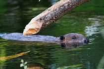 European Beaver (Castor fiber) underneath Alder (Alnus glutinosa) eaten to a point. Bevis Trust, Carmarthenshire, Wales, UK, June.