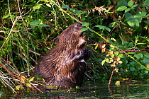 European Beaver (Castor fiber) eating blackberries, Bevis Trust, Carmarthenshire, Wales, UK, June.