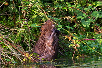 European beaver (Castor fiber) eating blackberries, n captive breeding programme .Bevis Trust, Carmarthenshire, Wales, UK, June.