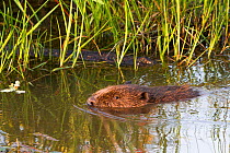 European beaver (Castor fiber) swimming in wetland, in captive breeding programme. Bevis Trust, Carmarthenshire, Wales, UK, June.