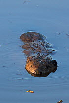 European beaver (Castor fiber) swimming in wetland, in captive breeding programme .Bevis Trust, Carmarthenshire, Wales, UK, June.