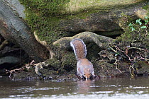 Grey squirrel (Sciurus carolinensis) drinking in woodland stream