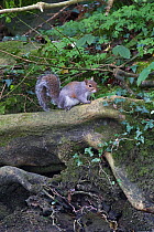 Grey Squirrel (Sciurus carolinensis ) drinking in woodland stream .