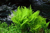 Lady Fern (Athyrium filixfemina) growing besides upland stream in oak woodland, Snowdonia National Park, Wales, UK, JUne.