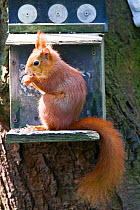 Red squirrel (Sciurus vulgaris) adult at feeder. Henllys, Anglesey, Wales, UK, April.