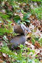Grey squirrel (Sciurus carolinensis) digging up acorns buried in the autumn, Clocaenog Forest, Denbeighshire, Wales, UK, March.