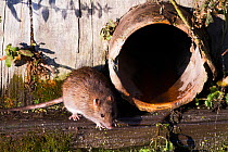 Brown Rat (Rattus norvegicus) next to open pipe. Norfolk, England, UK, October.