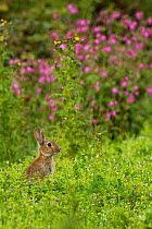 Rabbit (Oryctolagus cuniculus), grazing amongst Red Campion (Silene dioica) Cornwall, England, UK, July.