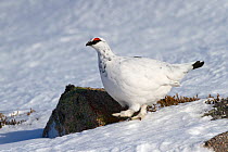 Ptarmigan (Lagopus mutus) male in snowfield, Cairngorms, Scotland, UK, February.