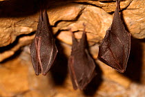 Lesser horseshoe bats (Rhinolophus hipposideros) in magnesium mine, Shropshire, England, UK, April.