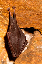 Lesser horseshoe bat (Rhinolophus hipposideros) in magnesium mine, Shropshire, England, UK, April.