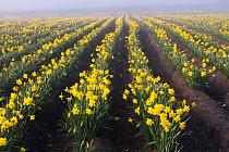 Daffodils in mist (Narcissus spp) grown commercially for bulbs. Caerwys, Flintshire, Wales, UK, April.