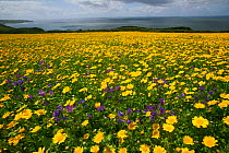 Corn Marigold (Chrysanthemum segetum), field, Project Neptune National Trust, Cornwall, England, UK, June.