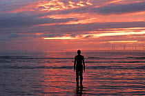 Silhouettes of Sir Antony Gormley&#39;s sculptures &#39;Another Place&#39; on Crosby beach, at sunset. Liverpool bay, Mersey Estuary, England, UK, October 2011.