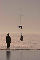 Silhouettes of Sir Antony Gormley&#39;s sculptures &#39;Another Place&#39; on Crosby beach, with wind turbines in Liverpool bay. Mersey Estuary, England, UK, October 2011.