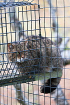 Wild cat (Felis sylvestris) in cage, part of captive breeding project at Alladale Estate, Scotland, UK, October.