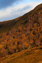 Birch trees (Betula sp) forest in autumn with rainbow Regenerated area due to rewilding experiment in Alladale estate, Scotland, UK, October.