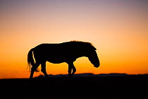 Przewalski horse (Equus ferus przewalskii) silhouetted at sunset. Great Gobi B Strictly Protected Area, Mongolia. August.