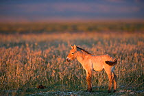 Przewalski horse (Equus ferus przewalskii) foal aged three weeks. Standing in steppe in evening light. Great Gobi B Strictly Protected Area, Mongolia. August.