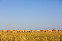 Przewalski horse (Equus ferus przewalskii) herd grazing. Great Gobi B Strictly Protected Area, Mongolia. August.