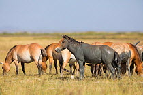 Przewalski horse (Equus ferus przewalskii) herd grazing, stallion covered in mud. Great Gobi B Strictly Protected Area, Mongolia. August.