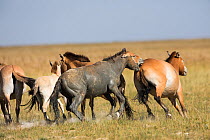 Przewalski horse (Equus ferus przewalskii) herd, stallion biting, covered in mud. Great Gobi B Strictly Protected Area, Mongolia. August.