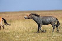 Przewalski horse (Equus ferus przewalskii) stallion baring teeth, covered in mud. Great Gobi B Strictly Protected Area, Mongolia. August.