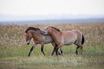 Przewalski horse (Equus ferus przewalskii), stallion and young male playing. Young male escaped from acclimatisation enclosure where reintroduced through European Endangered Species Program. Takhin Ta...