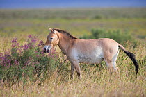 Przewalski horse (Equus ferus przewalskii). Great Gobi B Strictly Protected Area, Mongolia. August.