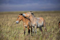 Przewalski horse (Equus ferus przewalskii), two juvenile males playing in steppe. Great Gobi B Strictly Protected Area, Mongolia. August.
