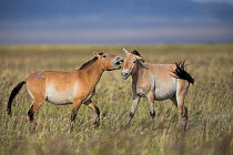 Przewalski horse (Equus ferus przewalskii), two juvenile males playing. Great Gobi B Strictly Protected Area, Mongolia. August.