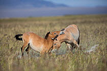 Przewalski horse (Equus ferus przewalskii), two juvenile males playing. Great Gobi B Strictly Protected Area, Mongolia. August.