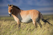 Przewalski horse (Equus ferus przewalskii) herd. Great Gobi B Strictly Protected Area, Mongolia. August.