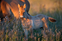 Przewalski horse (Equus ferus przewalskii) foal aged three weeks. In evening light, Great Gobi B Strictly Protected Area, Mongolia. August.