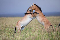 Przewalski horse (Equus ferus przewalskii), two young males playing on hind legs in steppe. Przewalski horse (Equus ferus przewalskii) herd. Great Gobi B Strictly Protected Area, Mongolia. August.
