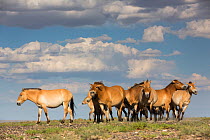 Przewalski horse (Equus ferus przewalskii) herd. Great Gobi B Strictly Protected Area, Mongolia. August.