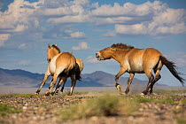 Przewalski horse (Equus ferus przewalskii) stallion chasing mare with a foal. Great Gobi B Strictly Protected Area, Mongolia. August.