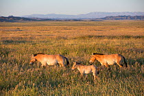 Przewalski horse (Equus ferus przewalskii), two adults and foal walking through steppe. Great Gobi B Strictly Protected Area, Mongolia. August 2018.