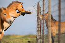 Przewalski horse (Equus ferus przewalskii) stallion facing stallion in acclimatisation enclosure. Stallion in enclosure will be released into wild after a year. Great Gobi B Strictly Protected Area, M...