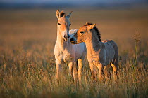 Przewalski horse (Equus ferus przewalskii), two foals aged two months and three weeks, in morning light. Great Gobi B Strictly Protected Area, Mongolia. August.