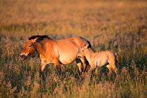 Przewalski horse (Equus ferus przewalskii) female and foal walking through steppe in morning light. Great Gobi B Strictly Protected Area, Mongolia. August.