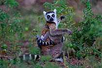 Ringed-tailed lemur (Lemur catta) female with baby amongst Tomato crop, Anja Community Reserve. Madagascar.