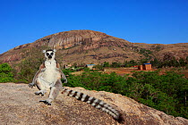 Ringed-tailed lemur (Lemur catta) sunbathing on rock in early morning, granite mountain in background. Anja Community Reserve, Madagascar. 2018.